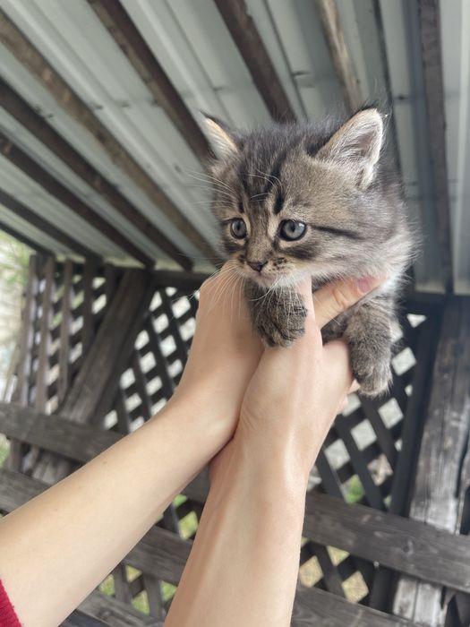 Котики. Кошенята. Кіт.