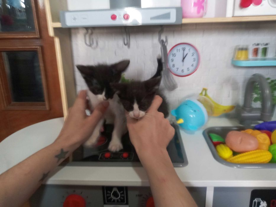 Gatinhas para adopção responsável