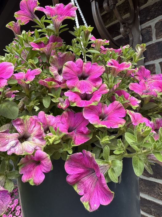 Петунія петуния петунья