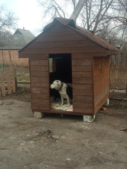 Пес шукає свою кохану