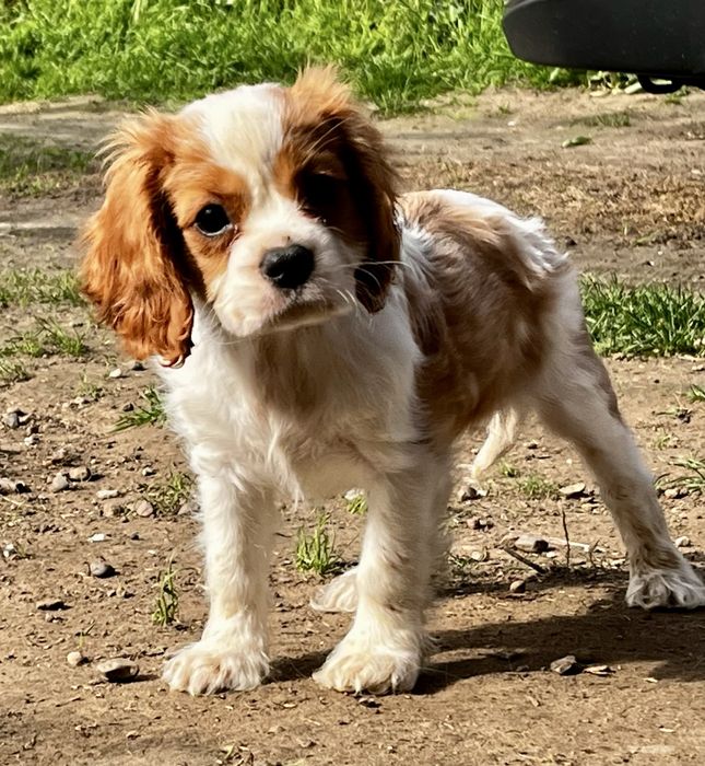 Cavalier King Charles Spaniel suczka ZKwP/FCI