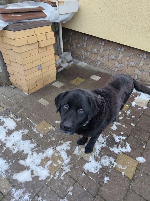 Лабрадор у добрі руки