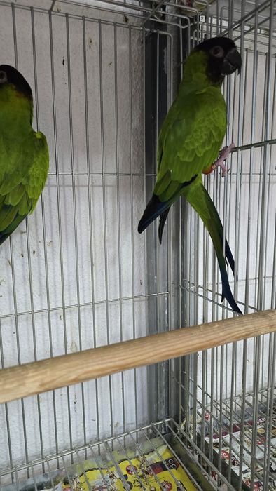 Conures de cabeça preta