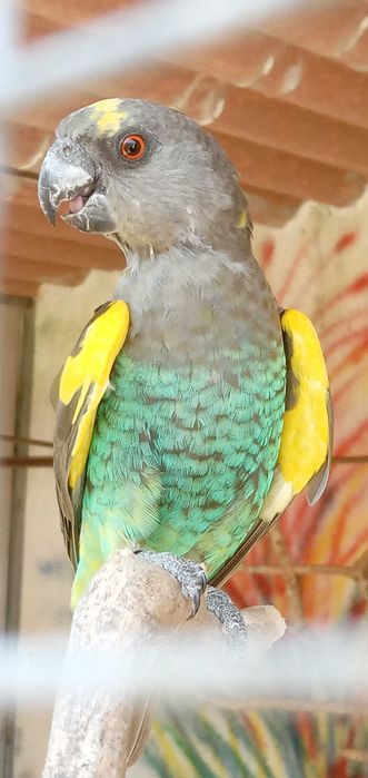 Papagaios criados á mão