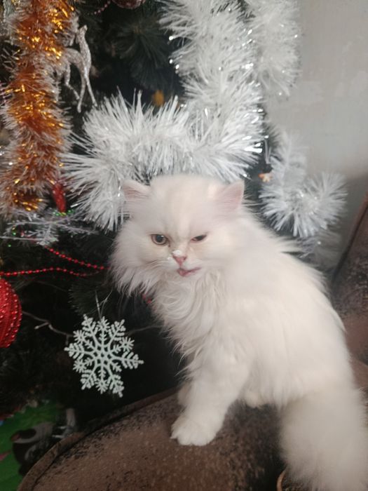 Персидкая шиншилла мальчик