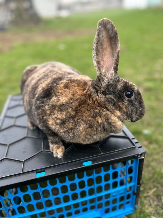 Samica Rex Japoński