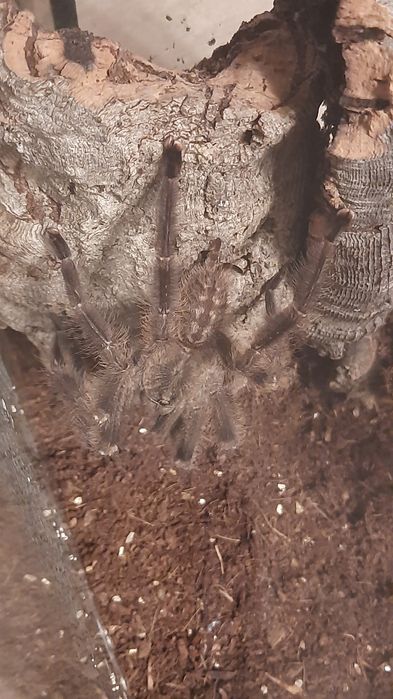 Poecilotheria miranda dorosły samiec