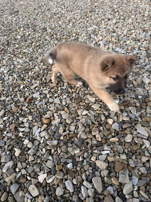 Німецька вівчарка