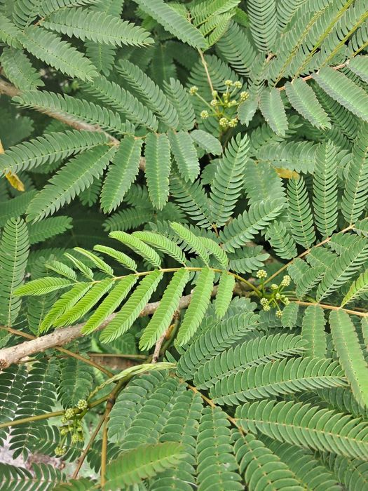 Albicja  parasolowata ok 300cm