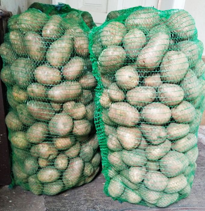 Продам  домашню картоплю