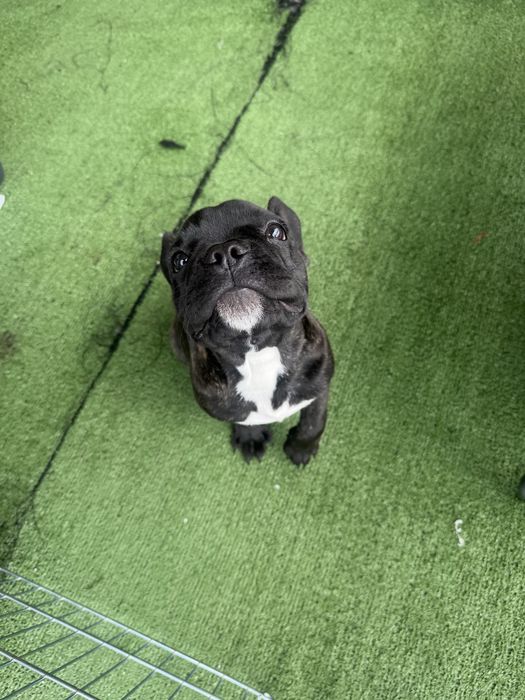 Bulldog tigrado macho