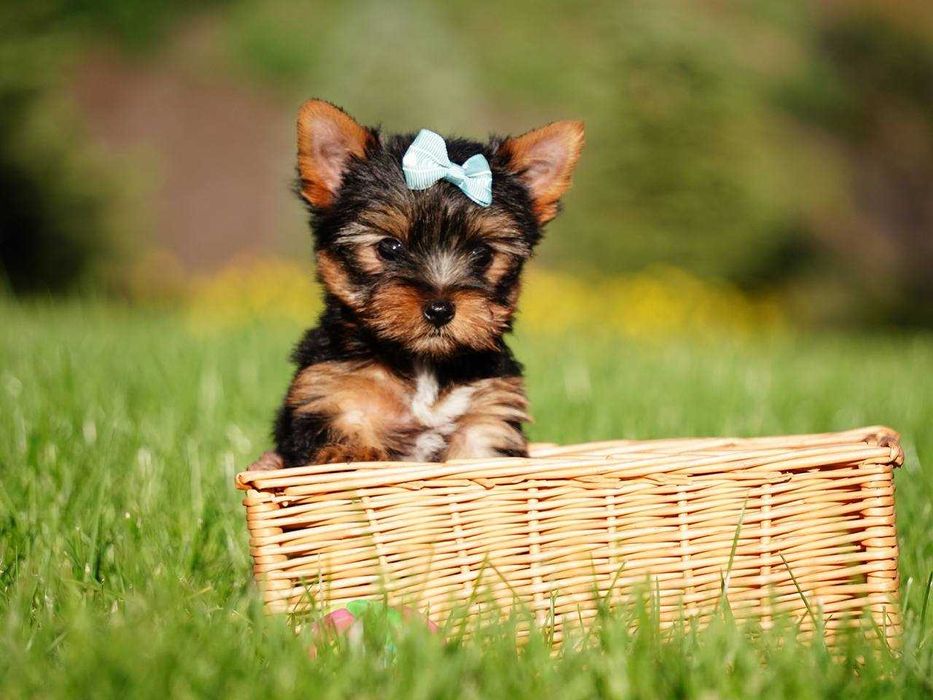 Пухнастик для тих, хто хоче справжнього друга!