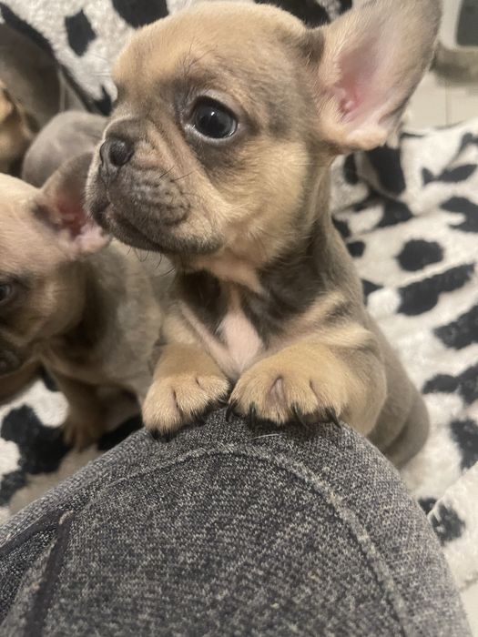 Filhote de Bulldog Francês - Blue Fawn