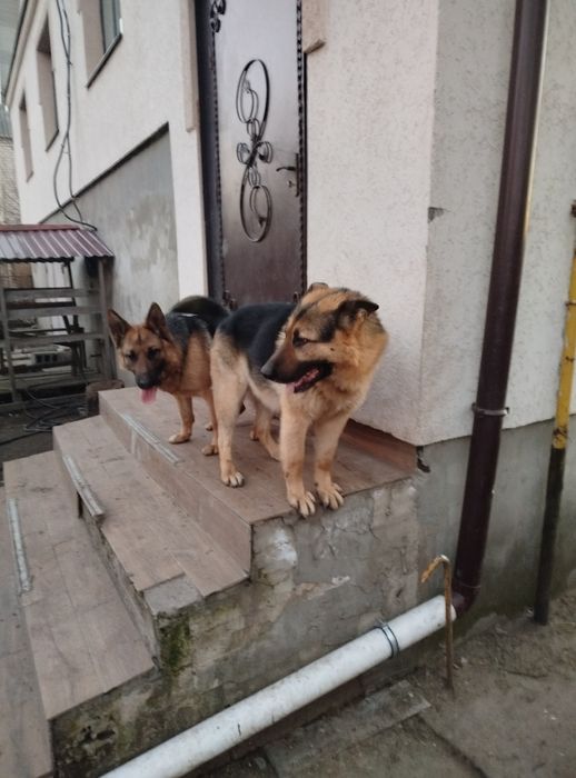 Продам Цуценята німецької вівчарки