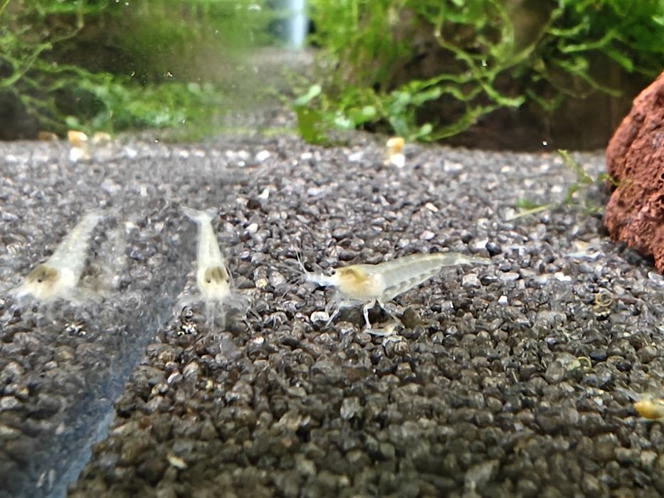 Krewetki Neocaridina White Pearl
