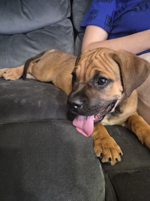 Formentino biszkoptowy Cane Corso szczeniaczek mocni rodzice, rodowód