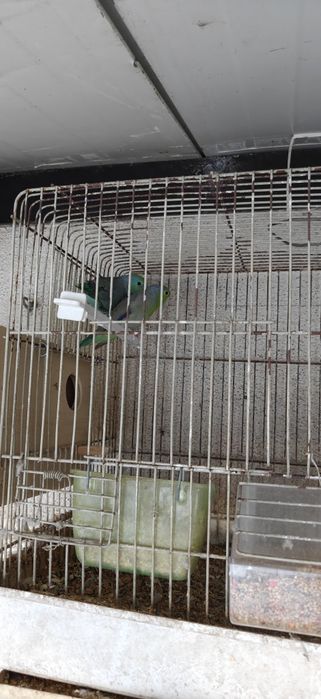 Casal Forpus Coelestis