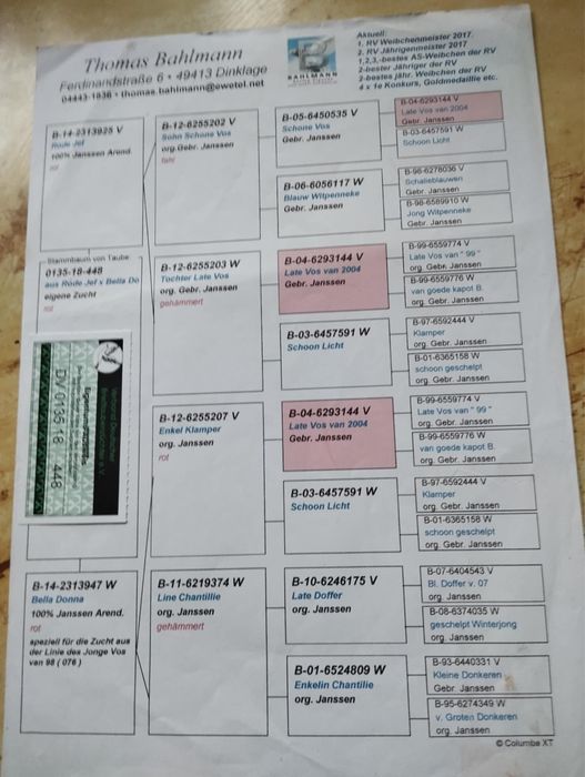 Gołębie pocztowe 100% Janssen