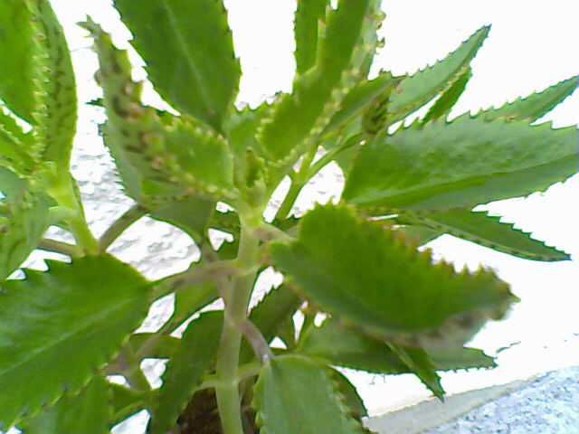 Conjunto de vários Cactos / catos 'Mãe de Mil' !