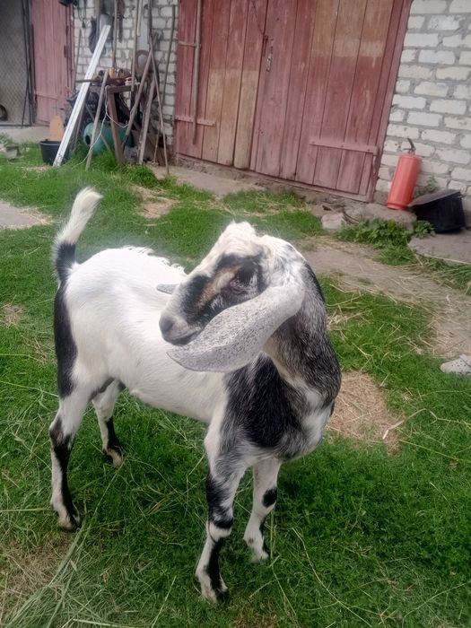 Цап англо нубійської породи ..