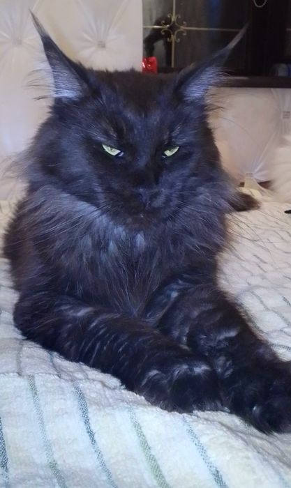 Кошка МЕЙН КУН черный дым