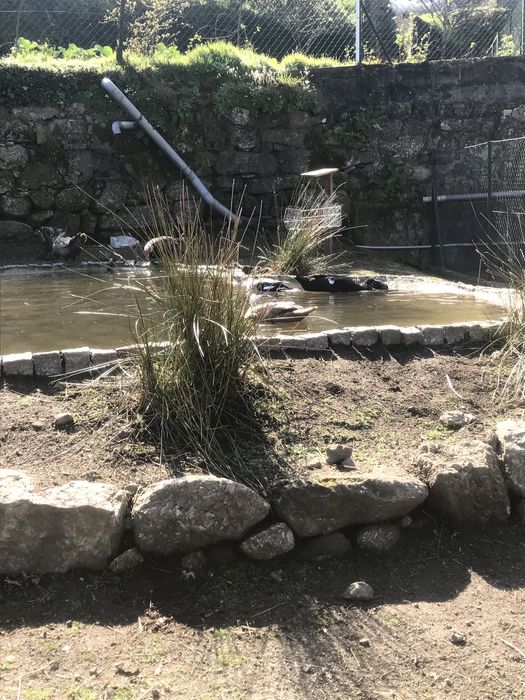 Patos mudos grandes criados ao ar livre