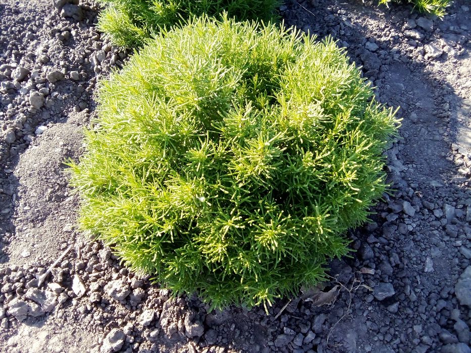 Сантолина, герань садовая - многолетки.