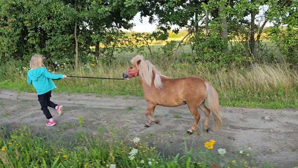 Kucyk, klacz, 5/10 lat