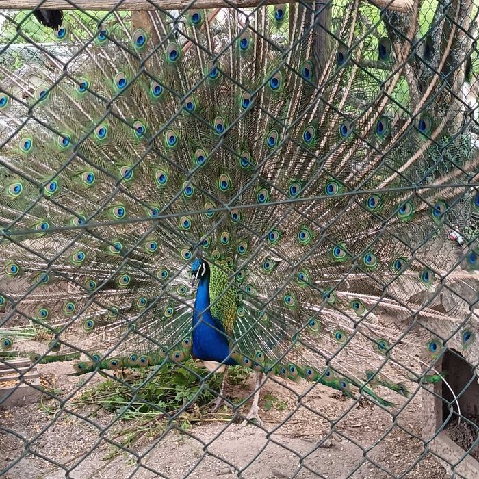 Pavões azuis desparasitados