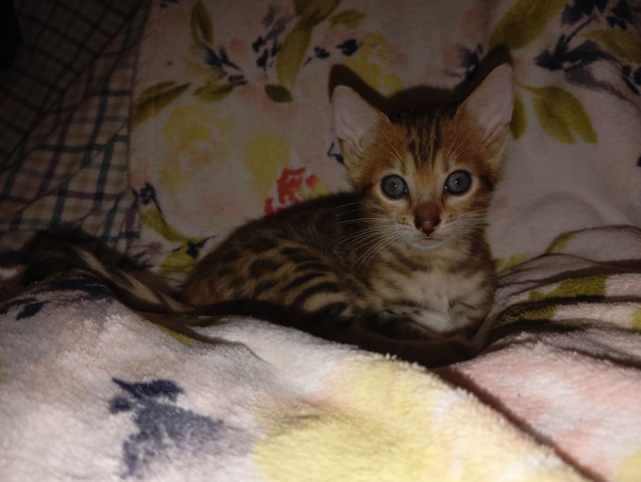 Маленька дівчинка бегалочка продаж.