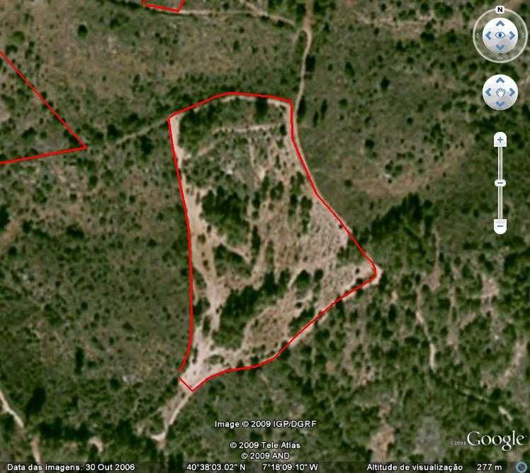 Terreno Rustico com Pinhal