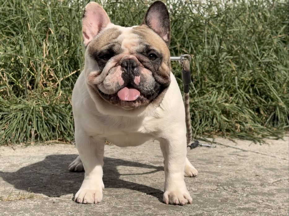 bulldog frances para montas