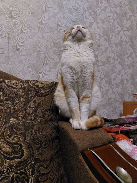 Первая вязка скотиш-фолд