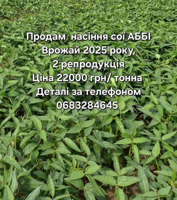 Соя Абі рання.                           .
