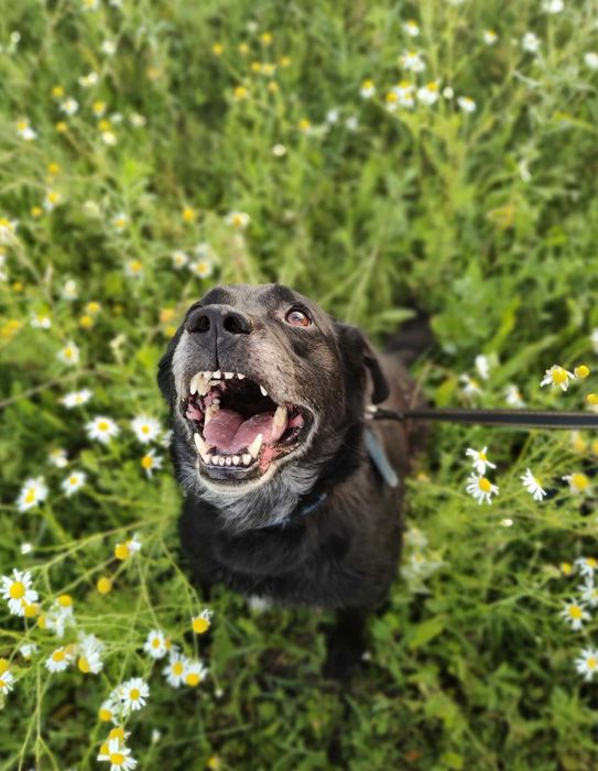 Psiak Czarny szuka domu