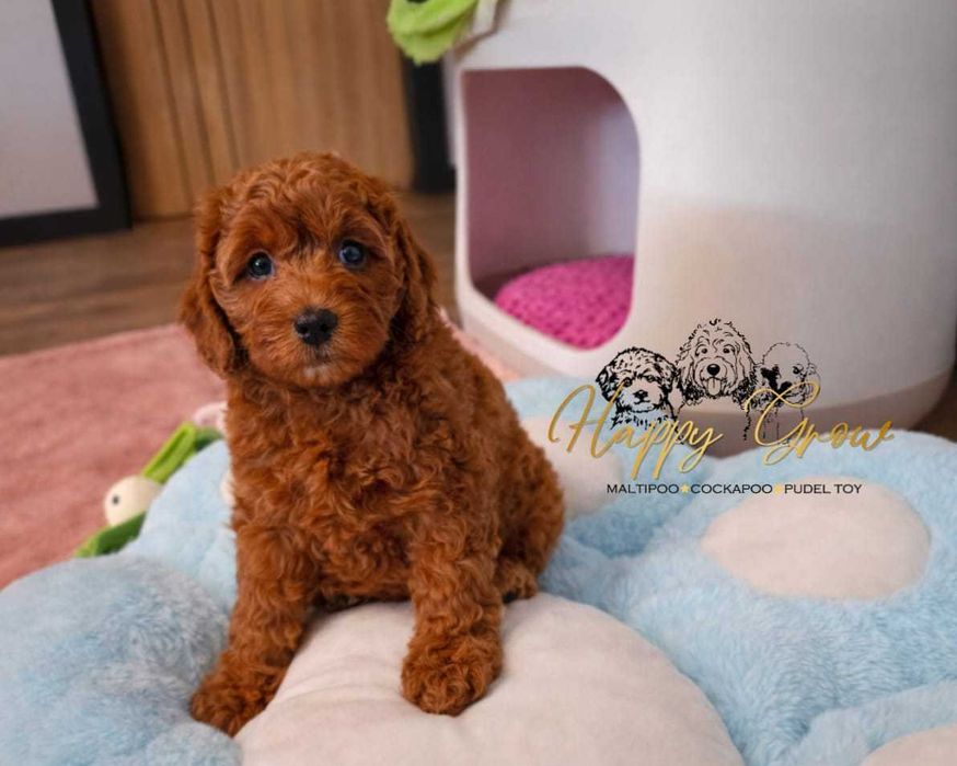 Cockapoo F1b red  idealny pies rodzinny