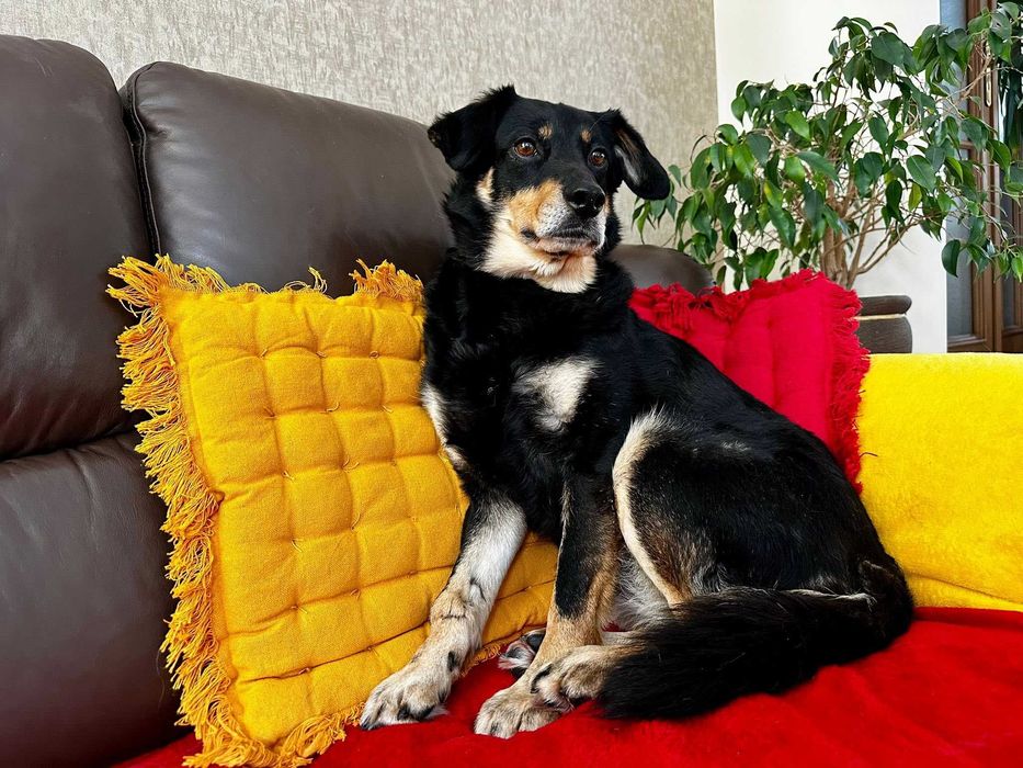 Spokojna suczka do adopcji - Dżetka!