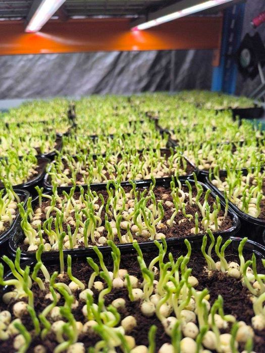 Gotowa farma microgreens "pod klucz" – przejmij kompletną farmę od zaraz.