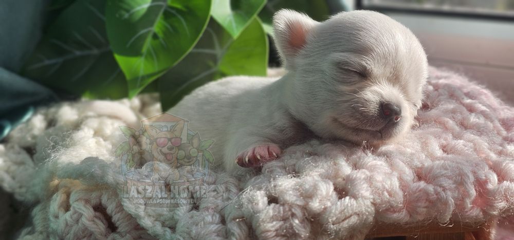 Chihuahua Mini dziewczynka suczka MIMI