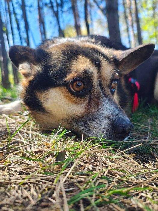 FRODO - taki spokojny, ciepły i dobry piesek zasługuje na najpiękniejszy dom.