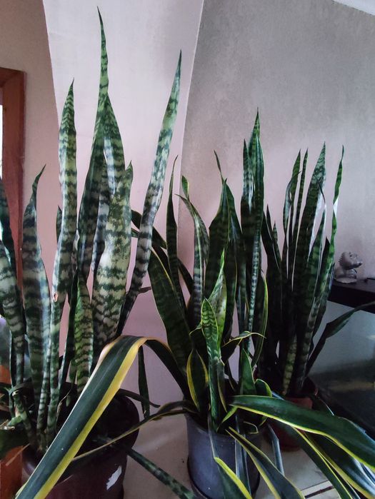 Сансевєрія . 2 види, калатея, кислиця, ледебурія, зефірантес, гібіскус