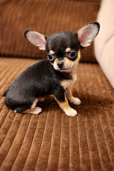 Chihuahua - Śliczny Chłopiec