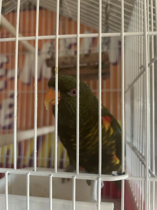 Troco loris malucano por piriquitos ingleses ou roselas ou caturras