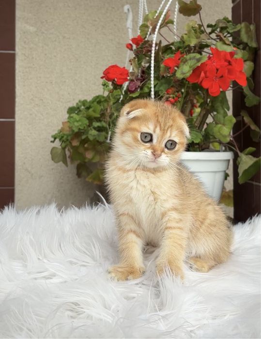 Хлопчики висловушки дуже милі кошенята!