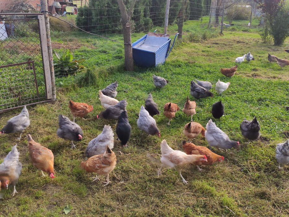 Jaja, jajka wiejskie od szczęśliwych kur.