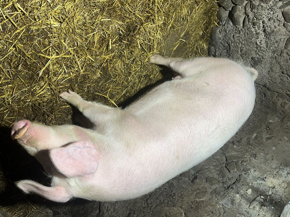 Продам свіню мукачево