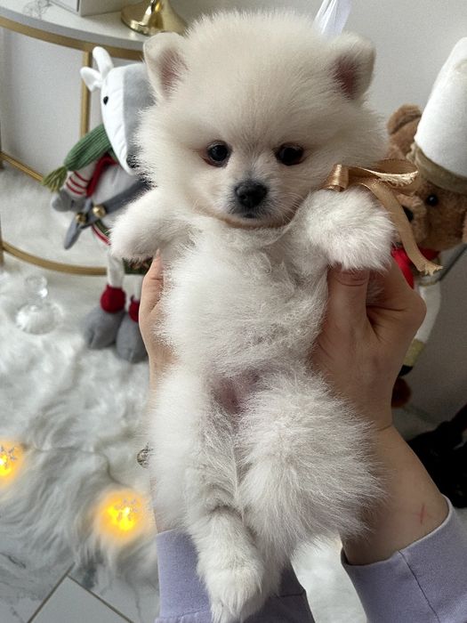 Ексклюзивні  Померанські шпіци з ідеальним характером