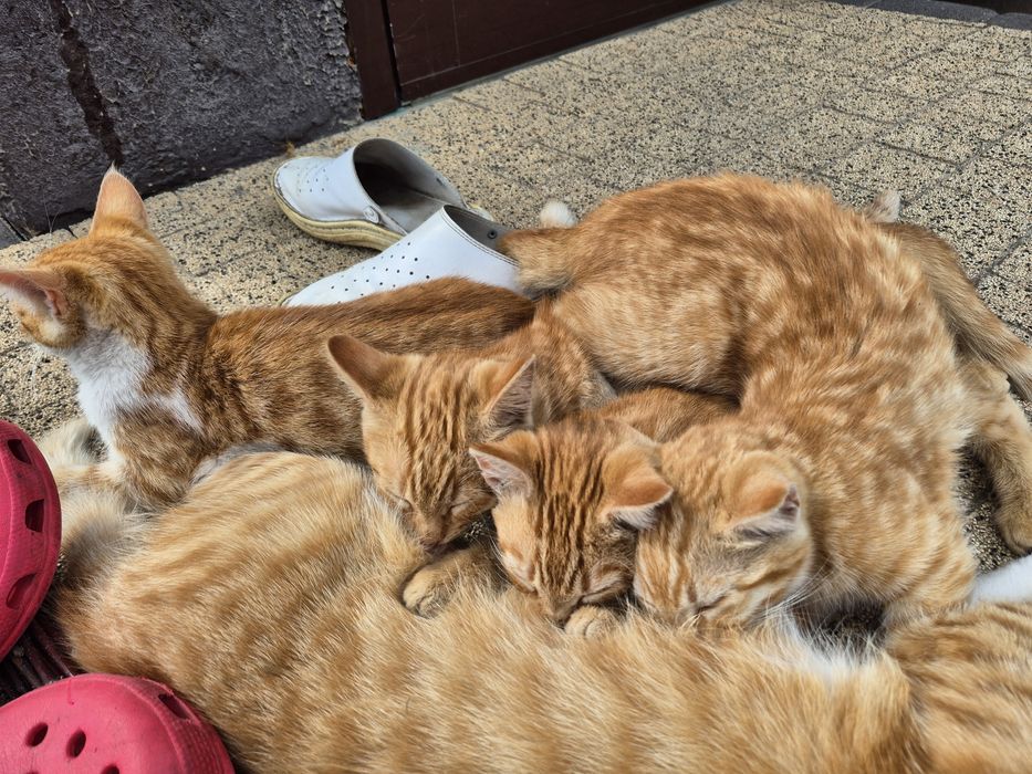 Kociaki, koty do adopcji, cztery siostry.