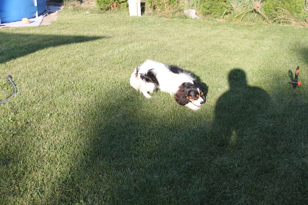 Кавалер Кинг Чарльз Спаниель триколор, мальчик