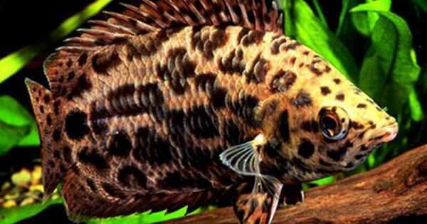 Buszowiec ostropyski - Ctenopoma acutirostre - dowozimy do klienta